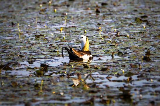 九江都昌县：鄱阳湖湿地成夏候鸟“避暑胜地”