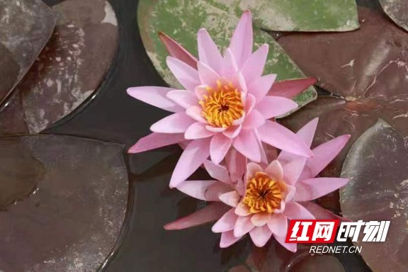 睡莲绚丽绽放。