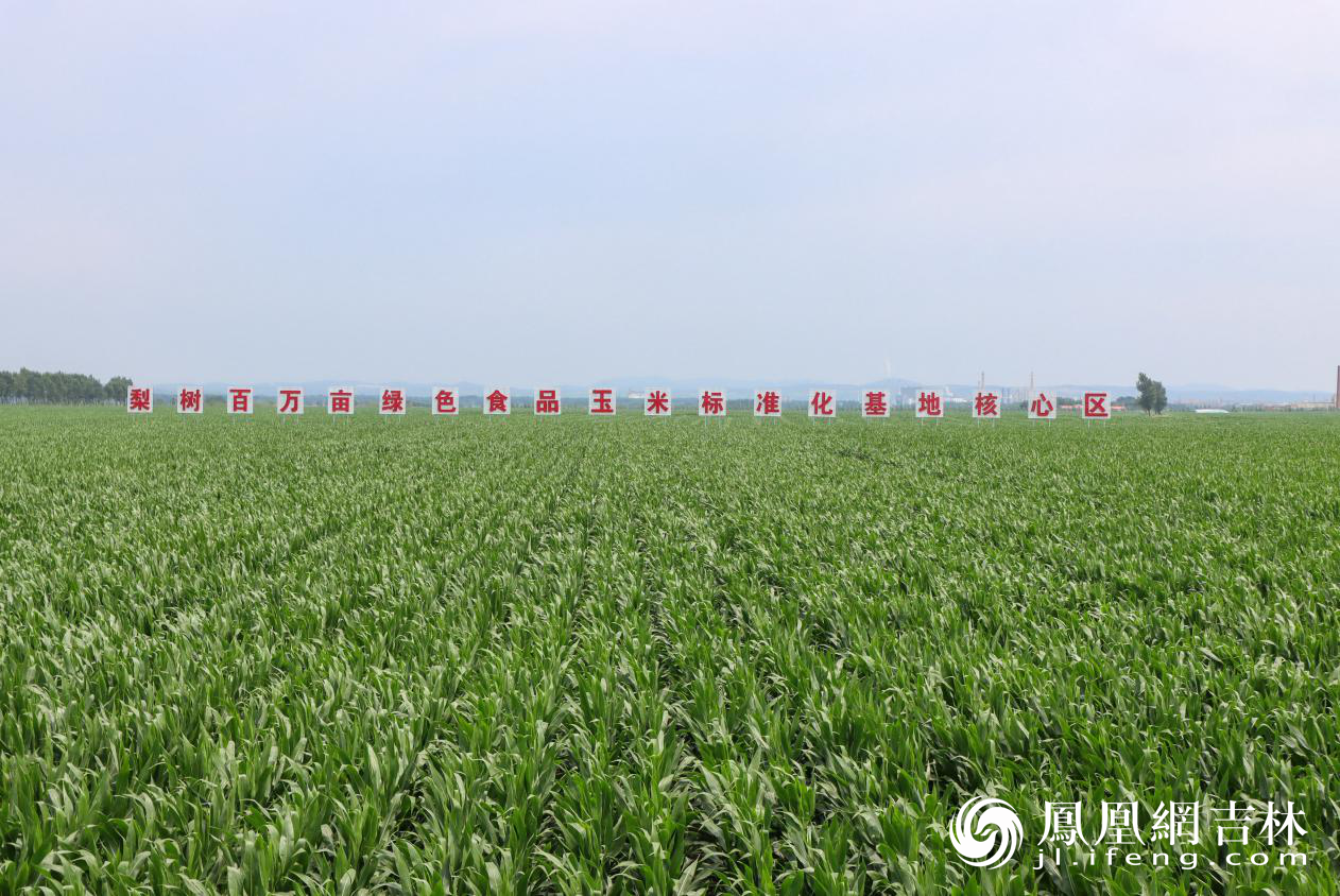 吉林省四平市梨树县国家百万亩绿色食品原料（玉米）标准化生产基地核心示范区。 凤凰网吉林 龙晓宁摄