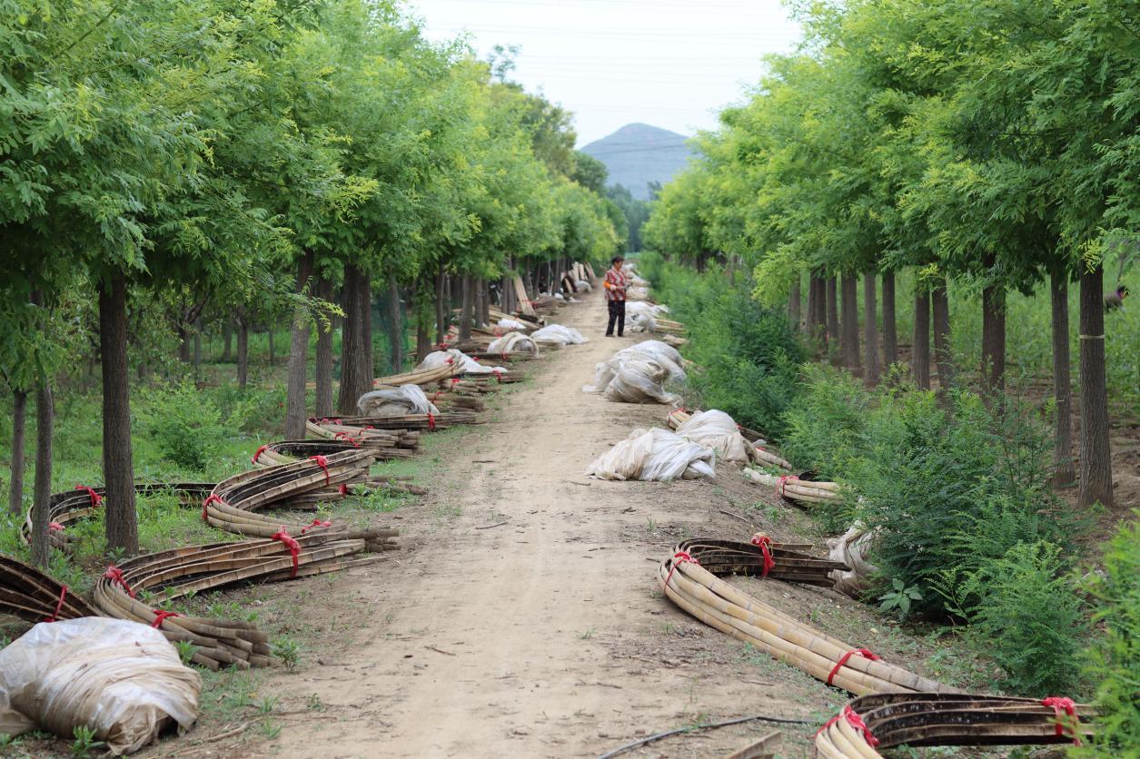 上海交通大学国际与公共事务学院博二支部实践团赴山东省开展“大农业-新农村-强农民”共行计划暑期社会实践