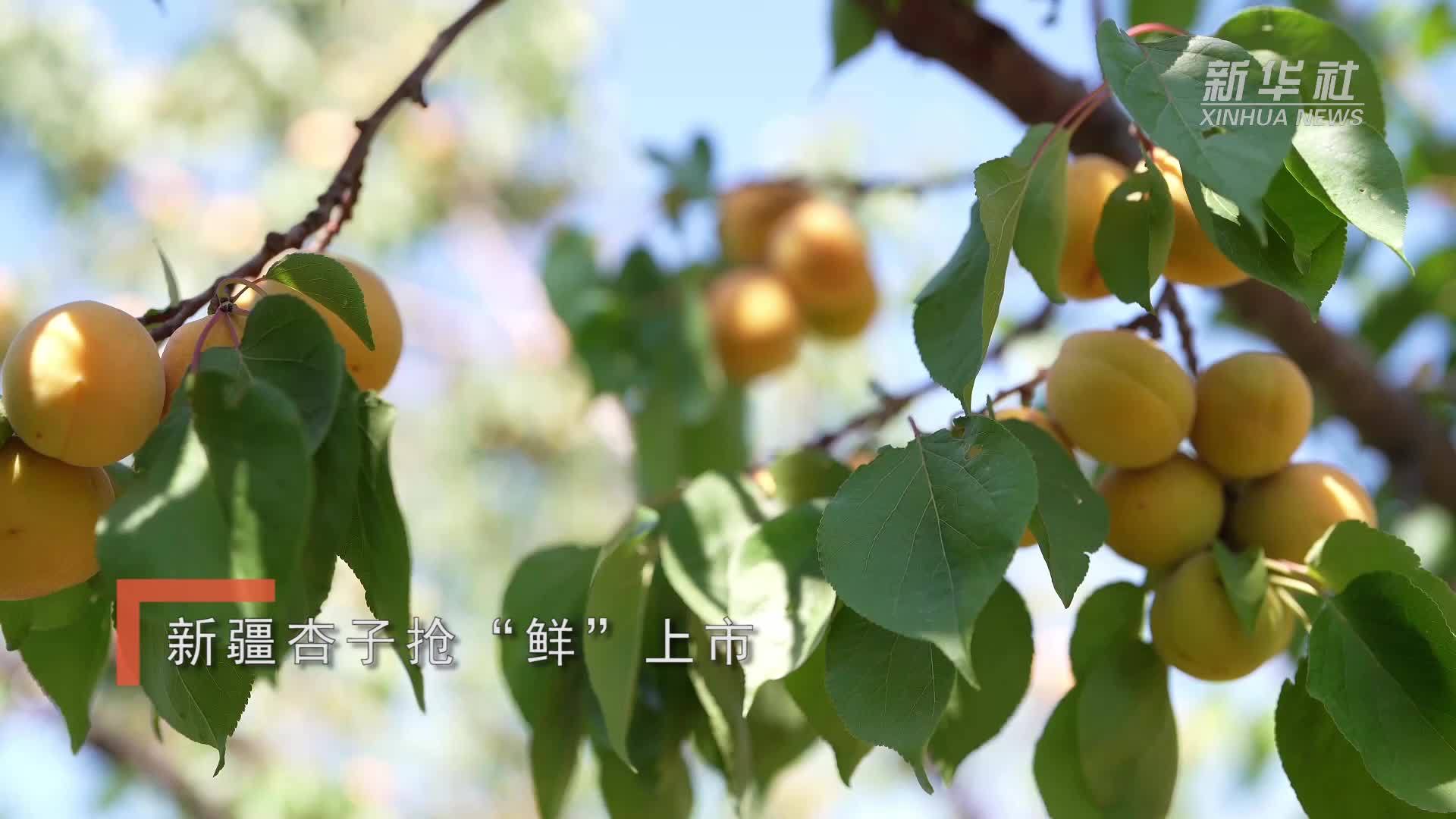 新疆杏子抢“鲜”上市