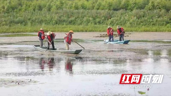 资源库的工作人员对水生植物进行人工打捞。