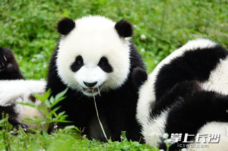 有着“颜王”外号的大熊猫皓月。“熊猫南小月”供图