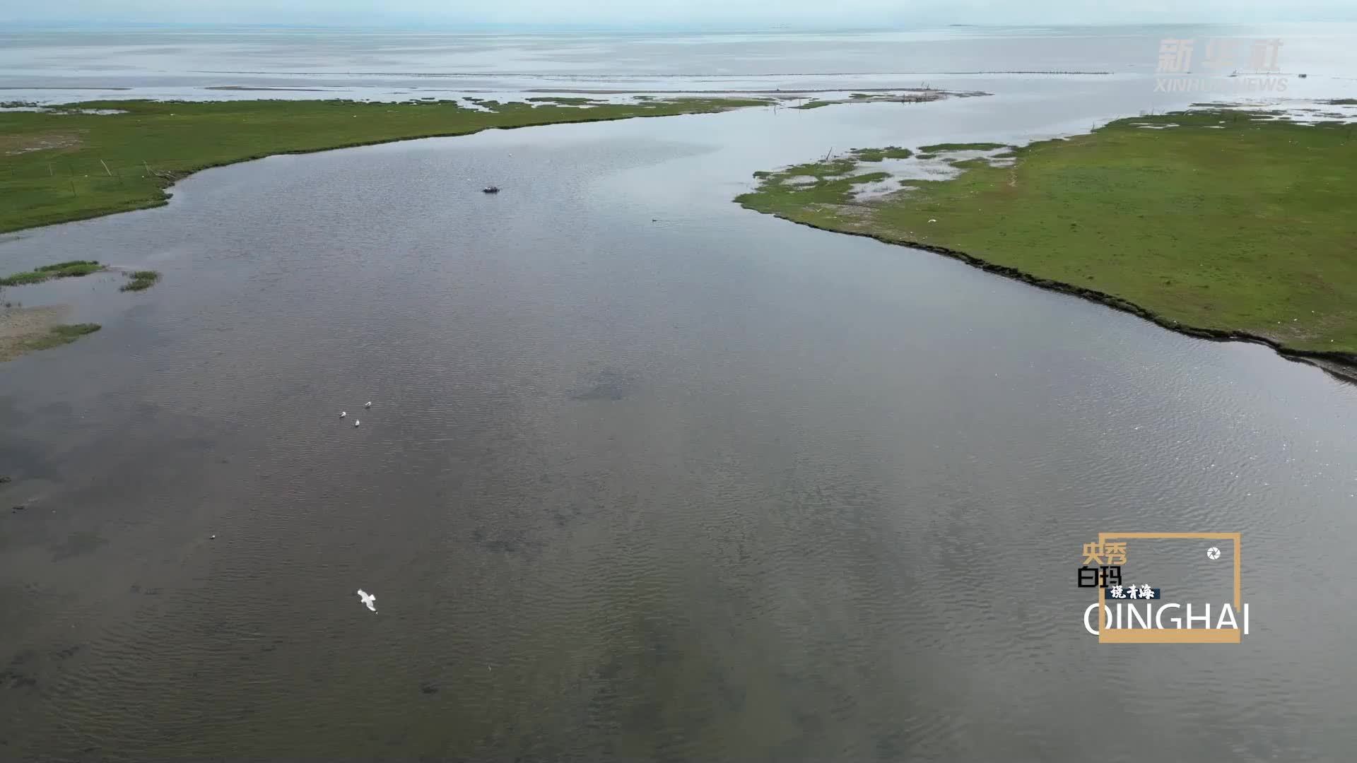 央秀白玛说青海｜乘风破浪！直击青海湖湟鱼洄游高峰