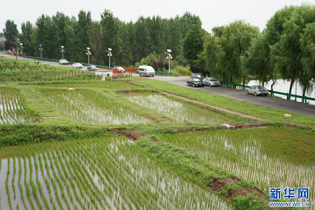 周至縣駱峪鎮(zhèn)駱峪村內(nèi)種植的觀光水稻田（7月14日攝）。新華社記者 邵瑞 攝