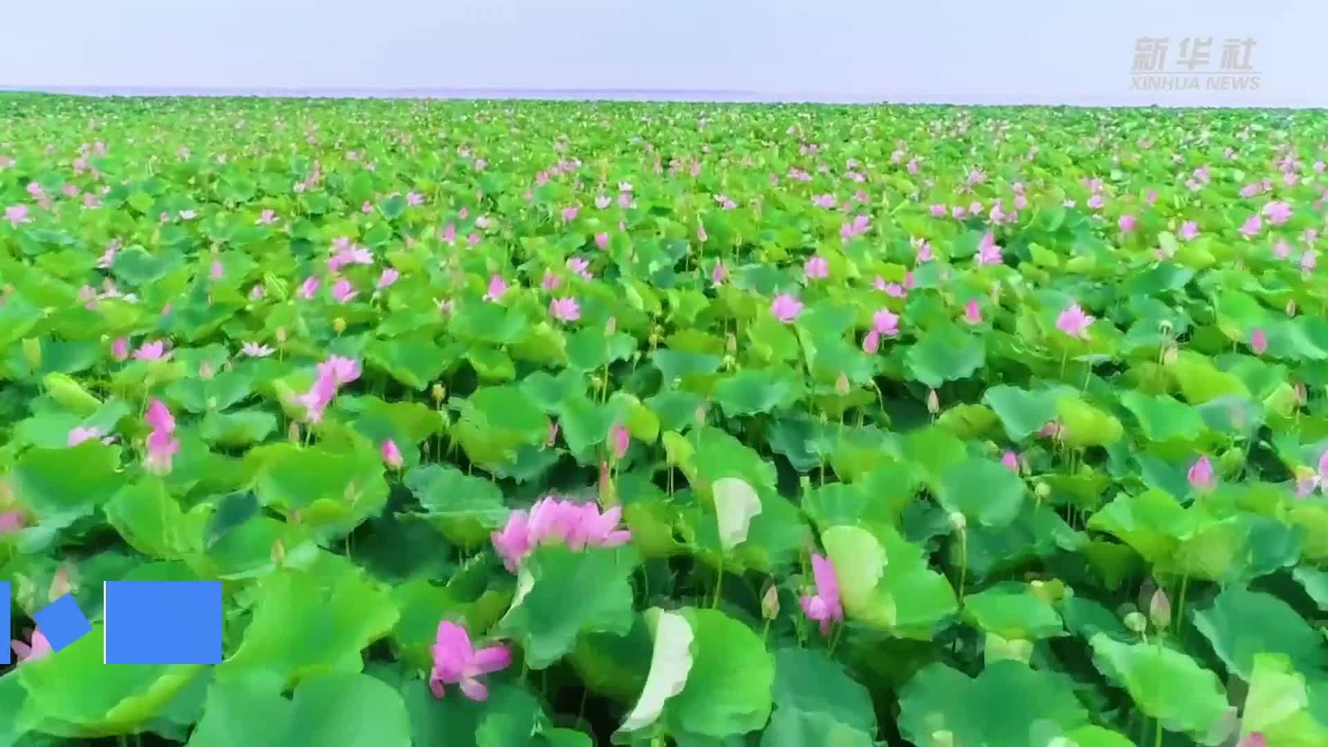 湖南大通湖：盛夏荷花开