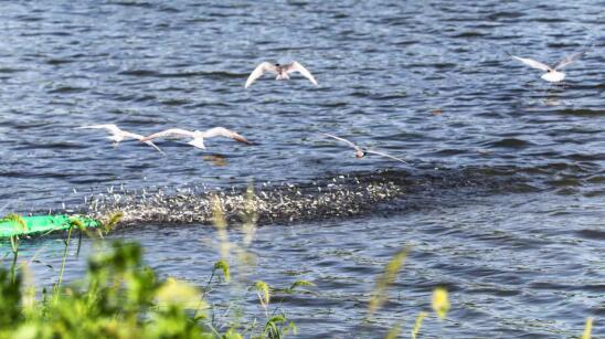 九江都昌县：鄱阳湖湿地成夏候鸟“避暑胜地”
