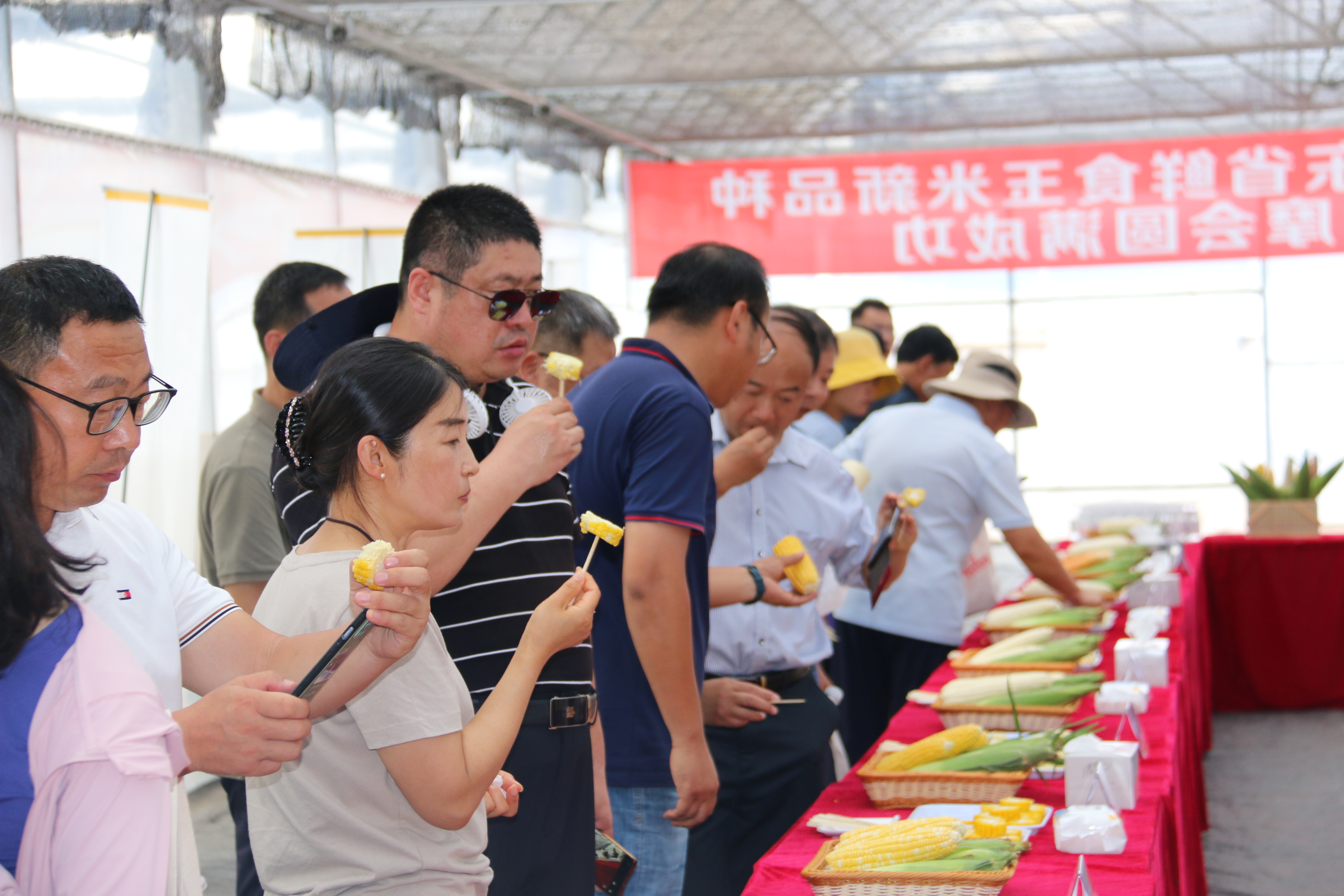 田间“选秀” 相“玉”青岛 山东省鲜食玉米新品种展示示范现场观摩会在青举行