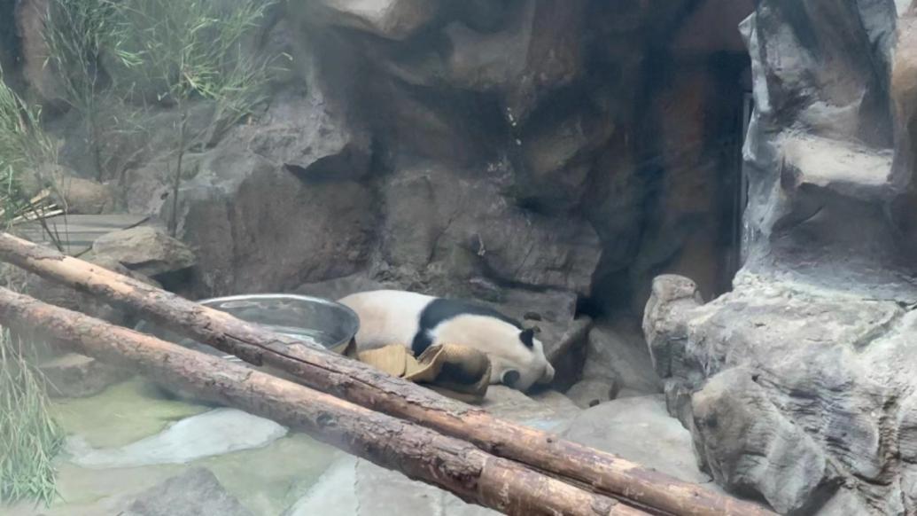 有游客建议给大熊猫加装冰床，行不行？