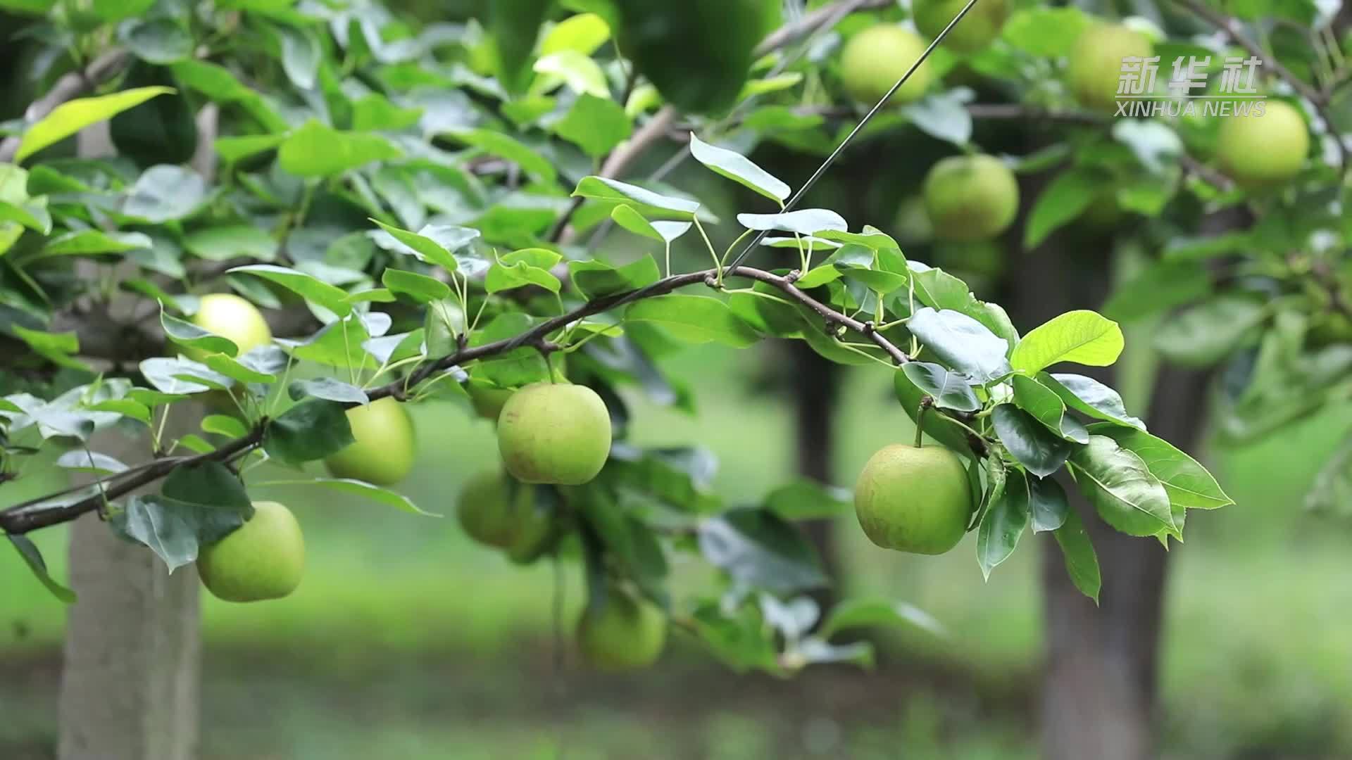 上海：地产翠冠梨甜蜜上市