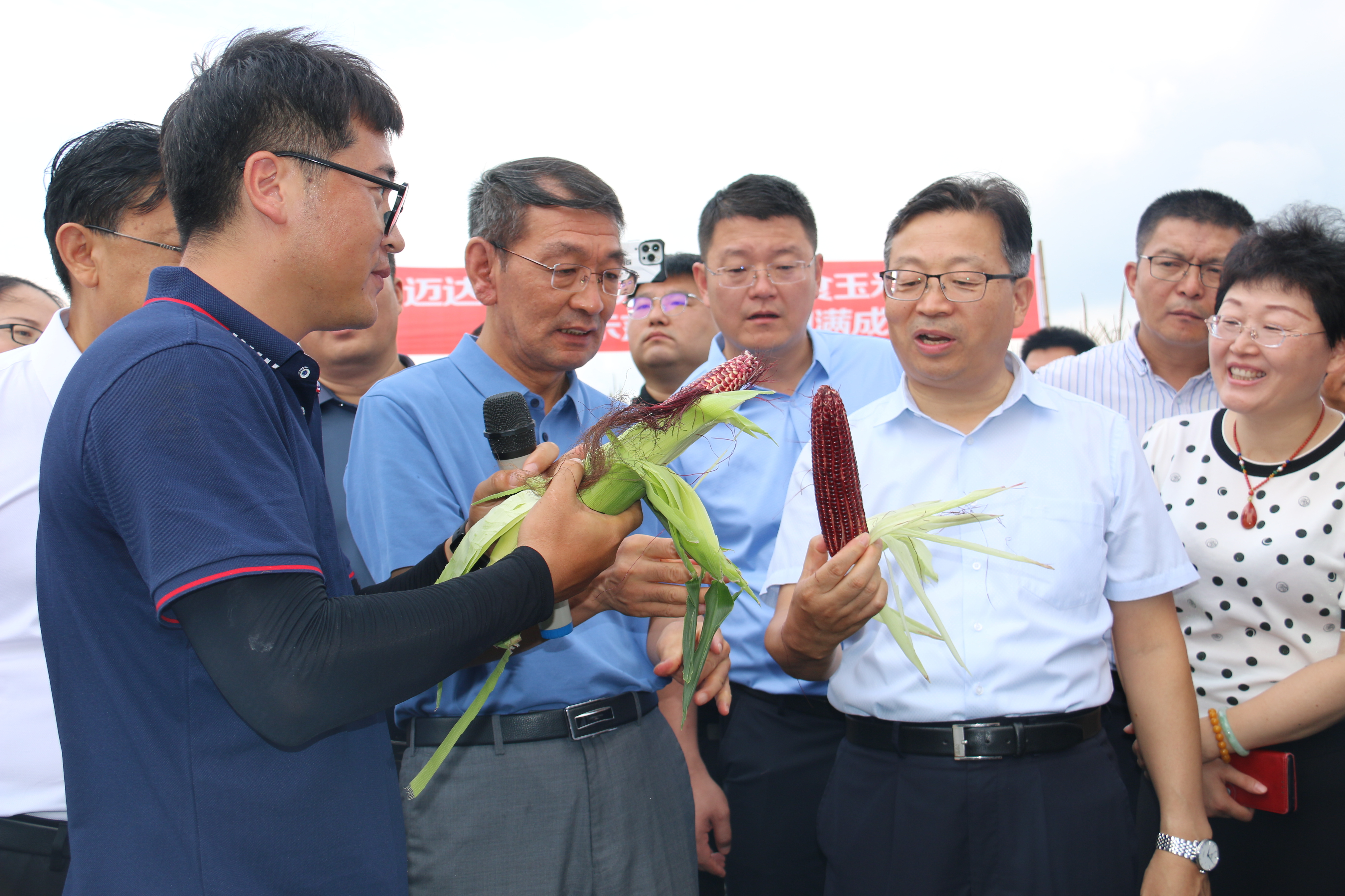 田间“选秀” 相“玉”青岛 山东省鲜食玉米新品种展示示范现场观摩会在青举行