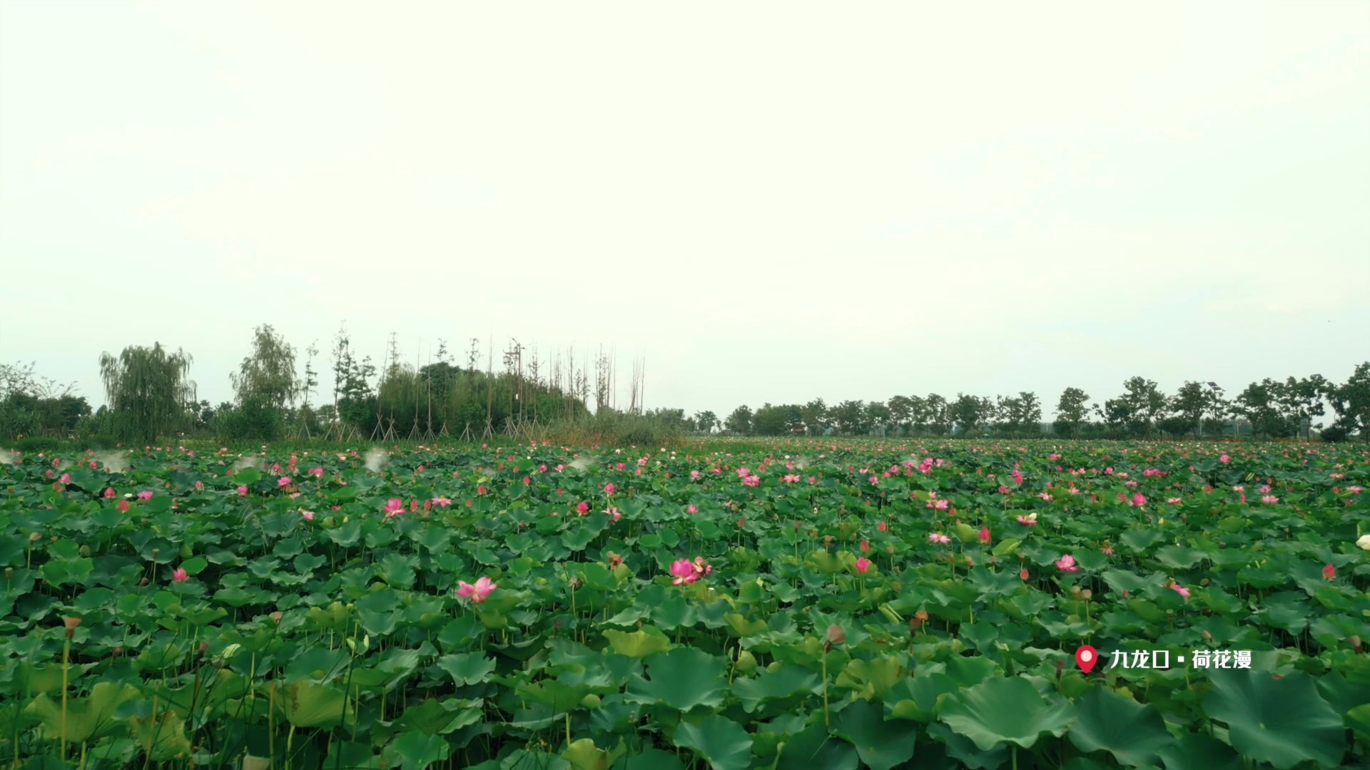 “盐盐”夏日·清荷之约|建湖县九龙口第二届荷花文化艺术节暨夜生活节启幕