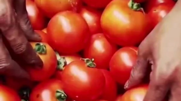 印度番茄价格暴涨8倍！2名守田的番茄农遭谋杀