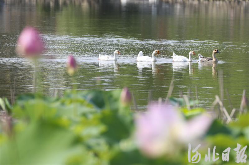 7月19日，几只家鹅在蔚县白乐镇月牙湖景区湖面上游弋。