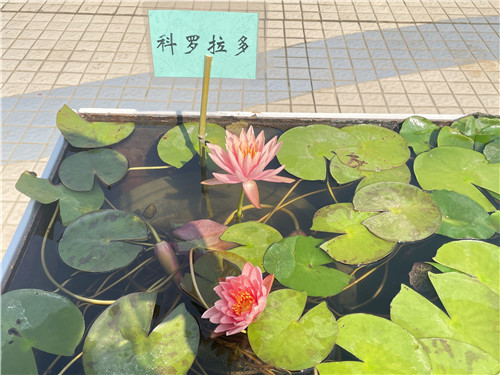 保定市植物园第四届水生植物艺术展拉开序幕