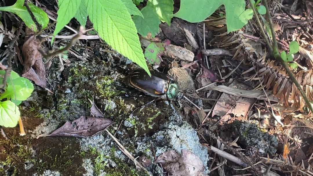 四十年后，“阳彩臂金龟”再现江西