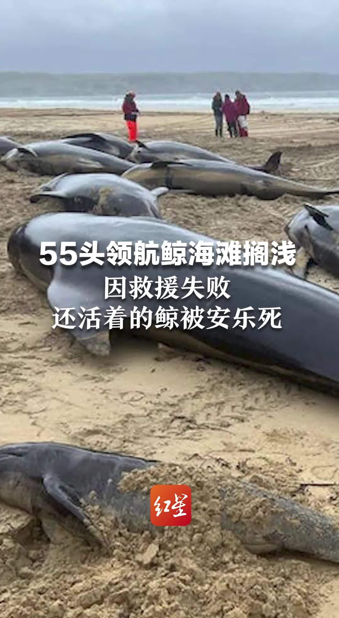 55头领航鲸海滩搁浅，因救援失败，还活着的鲸被安乐死