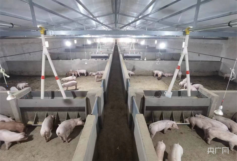 玉门市赤金镇万雄生猪养殖场（央广网发 玉门市委宣传部 供图）