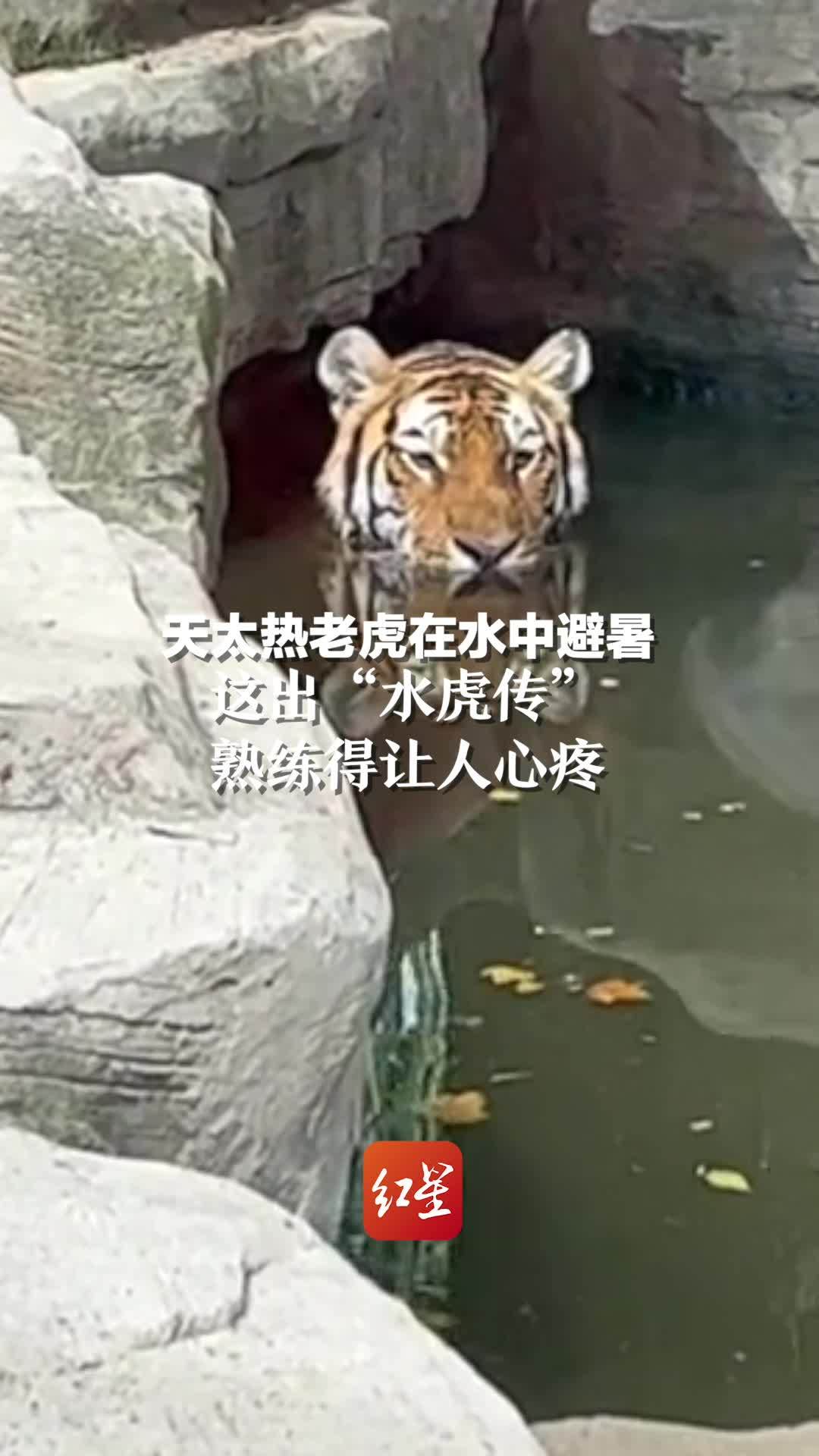 天太热老虎躲在水中避暑，这出“水虎传”熟练得让人心疼