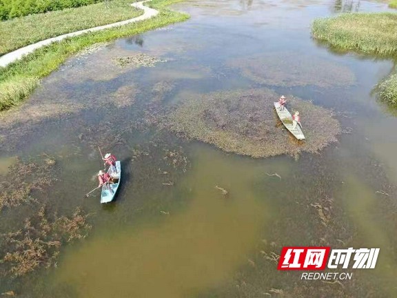 工作人员正加强植物的收集与管理，让资源库中的各类植物自由生长。