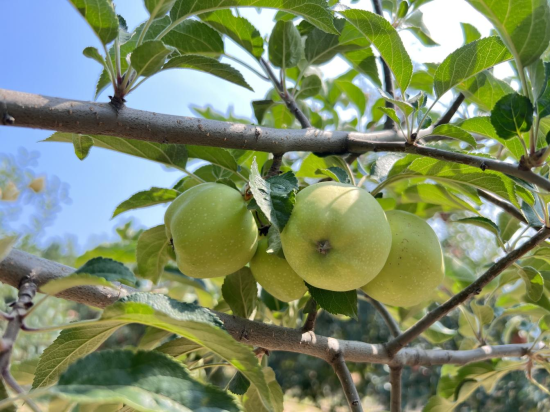 图为7月20日，上花塬有机农庄内“成长”中的洛川苹果。 李一璠 摄