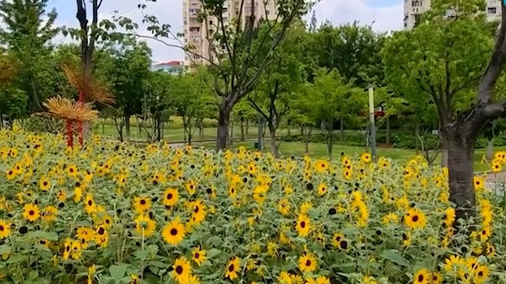 向日葵花海美丽绽放，快来上海徐汇打卡吧