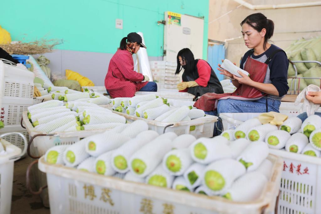 7月20日，在甘肃省定西市安定区内官营镇一家蔬菜交易市场，工人在分级包装蔬菜。新华社发（王克贤 摄）