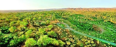 绿意盎然的八步沙林场 古浪县委宣传部供图