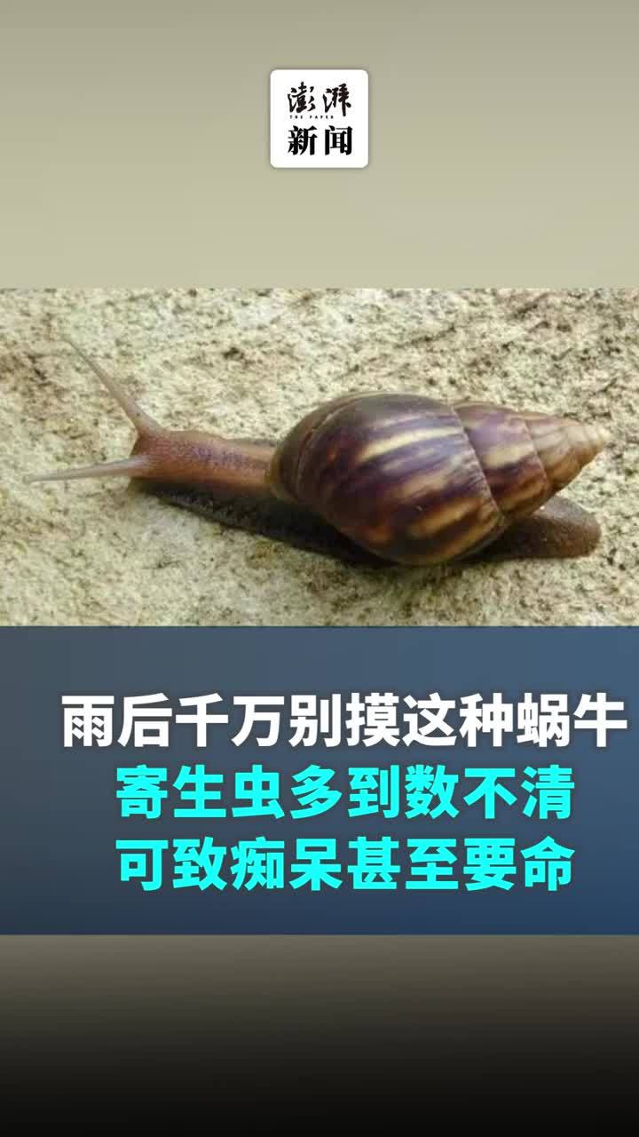 科普丨雨后千万别摸这种蜗牛，号称“毒王”可致痴呆甚至要命