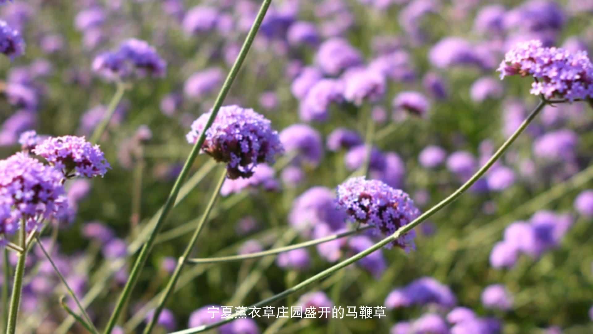 荒漠戈壁 花海飘香