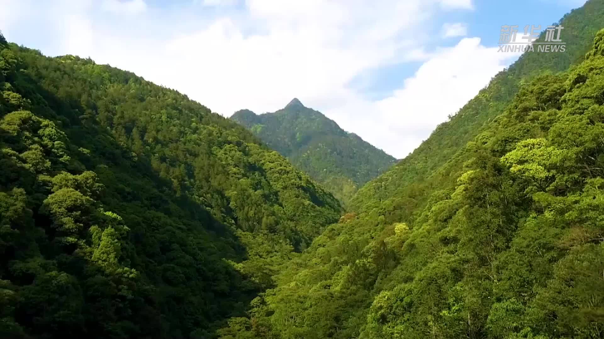 福建南平：多国留学生体验武夷山茶文化