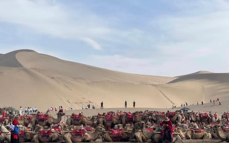 鸣沙山&middot;月牙泉景区的骆驼在休息 网传视频截图