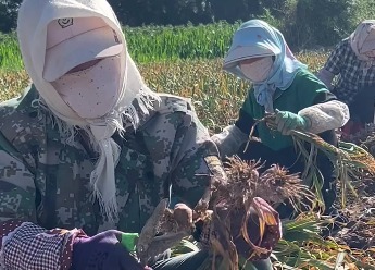 肃州夏日“丰”味十足 农户增收有胜“蒜”