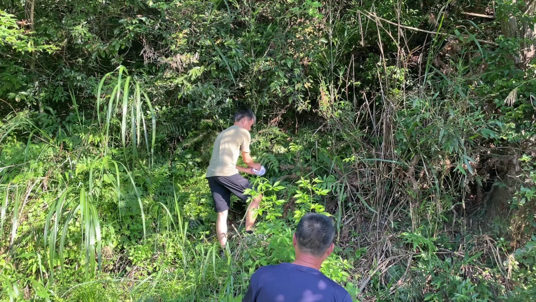 四十年后，“阳彩臂金龟”再现江西