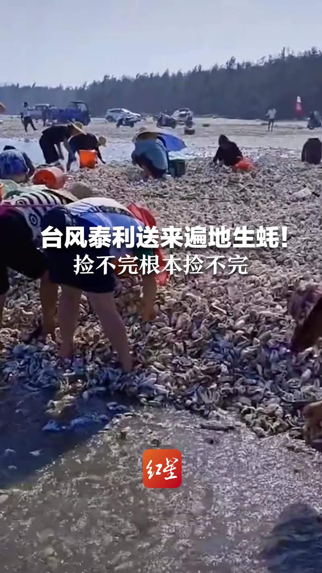台风“泰利”送来遍地生蚝！捡不完根本捡不完