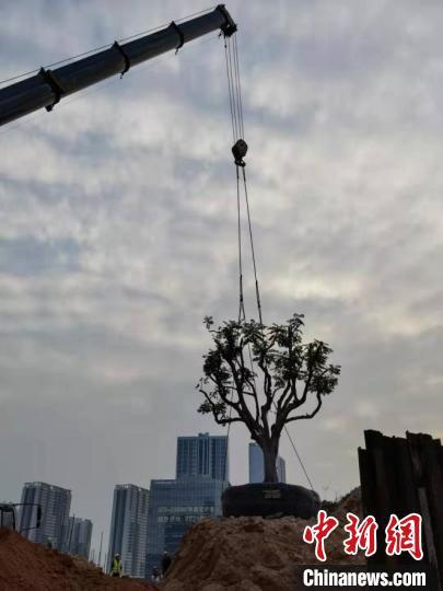 广州建筑攻克多项关键技术难题百年古树“搬家”后开花结果
