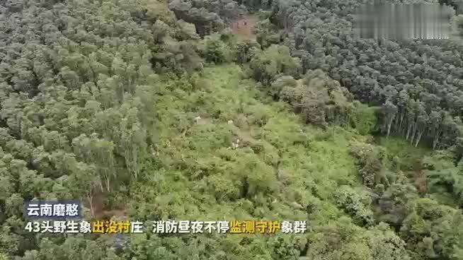 40余头亚洲象在西双版纳村庄出没，当地消防队伍监测疏导确保人象平安