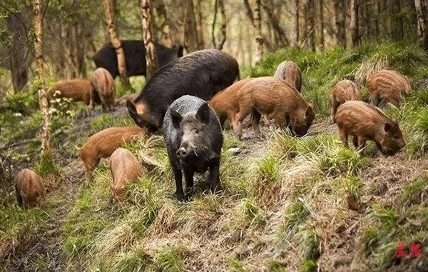 ▲野猪的繁殖能力极强，在缺少天敌的情况下，野猪很容易泛滥成灾。