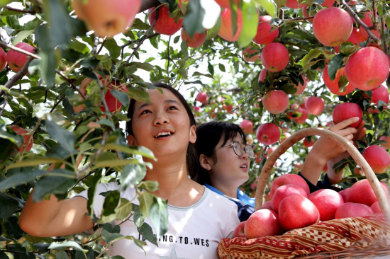 图为民众采摘“洛川苹果”。　洛川县融媒体中心供图