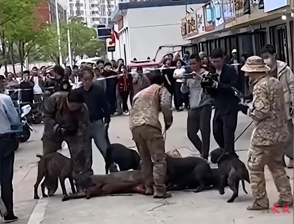 ▲今年4月，一头野猪冲进了南昌县的一家彩票店，后被专业人员抓捕带走。