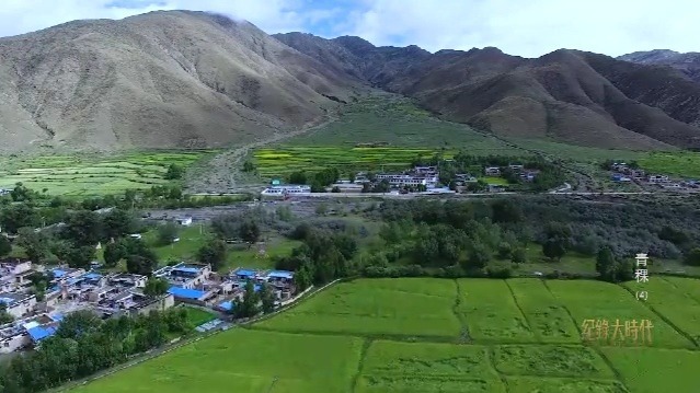 青稞：藏民的能量源泉和精神载体