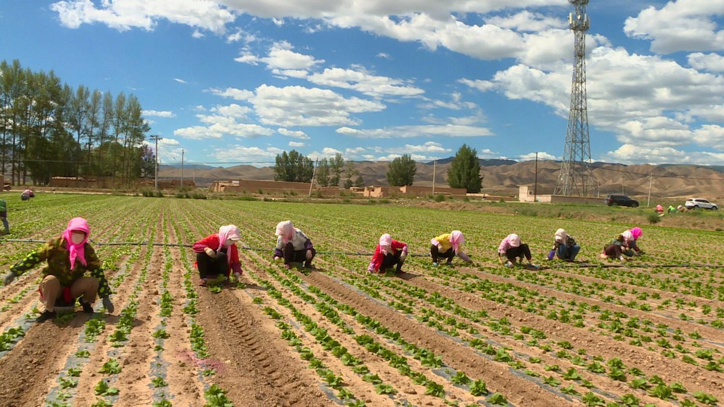打造精品“菜篮子” 永昌高原夏菜种出“金”产业