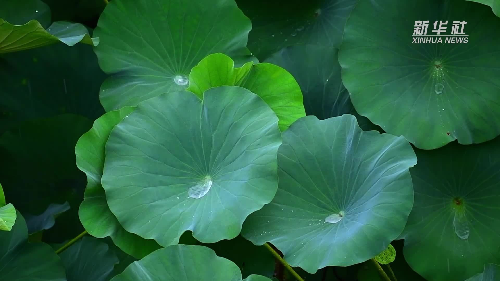 千城胜景｜河北魏县：荷花竞开放 大美生态图