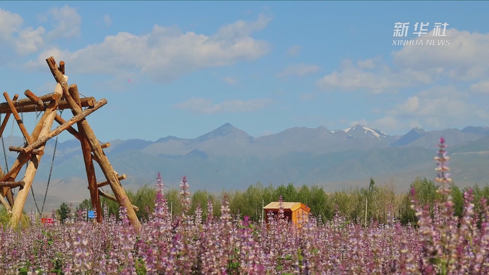 新疆温泉县：在香紫苏花海感受紫色浪漫