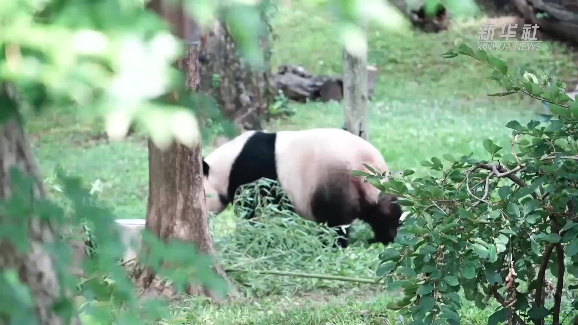 旅美大熊猫“美香”迎来25岁生日