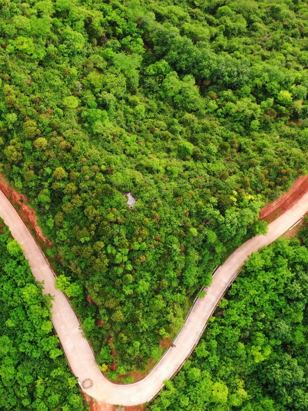 ▲成县山区“绿富美” 张平良 摄