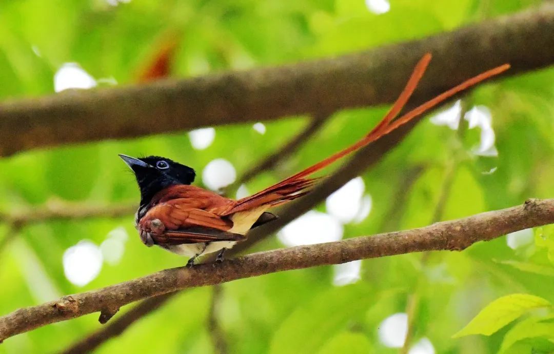 陇南：一座向绿而生的“生态宝库”