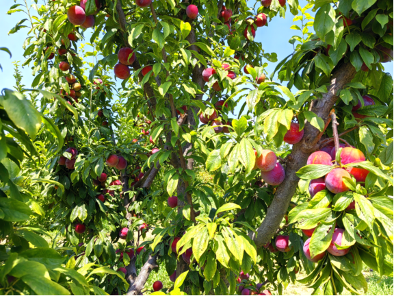 2023年河北省美丽休闲乡村媒体行——在沧州青县体验生态人文之美