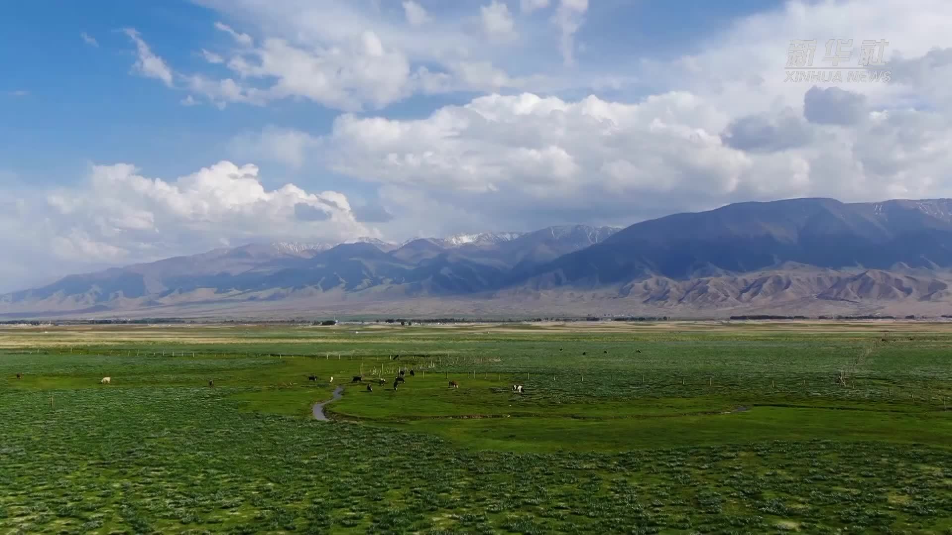 千城胜景｜牛羊邂逅马兰花 草原风景入画来