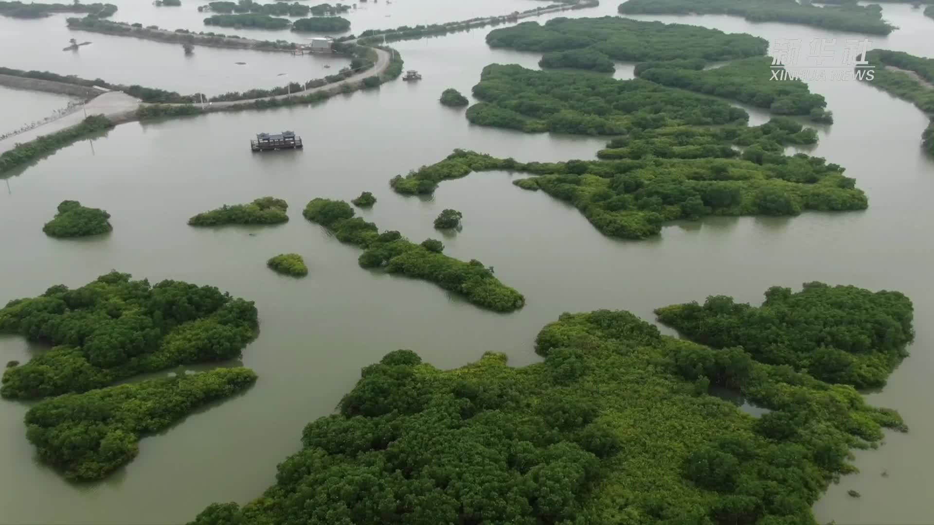 我国红树林面积增加7200多公顷